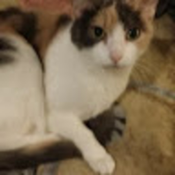 Meet your Posher, Julia - Picture 1 of 1